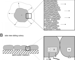 Motility