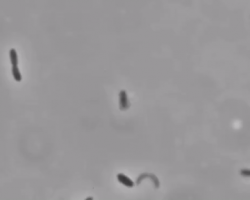 Motility_Listeria monocytogenes_semi solid media