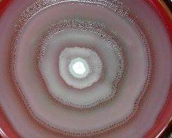 mirabilis proteus phenomenon motility test dienes swarming microbiology references
