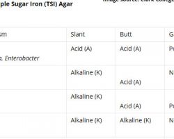 Triple Sugar Iron (TSI) Agar